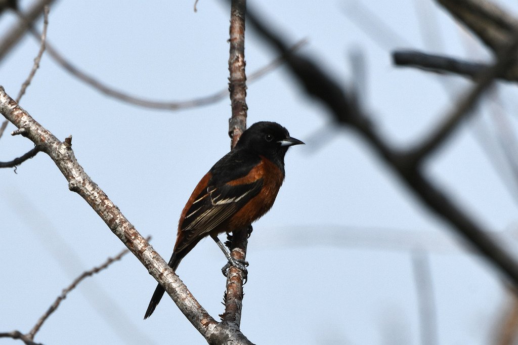 Oriole, Orchard, 2018-05163143 Parker River NWR, MA.JPG - Orchard Oriole. Parker River National Wildlife Refuge, MA, 5-16-2018